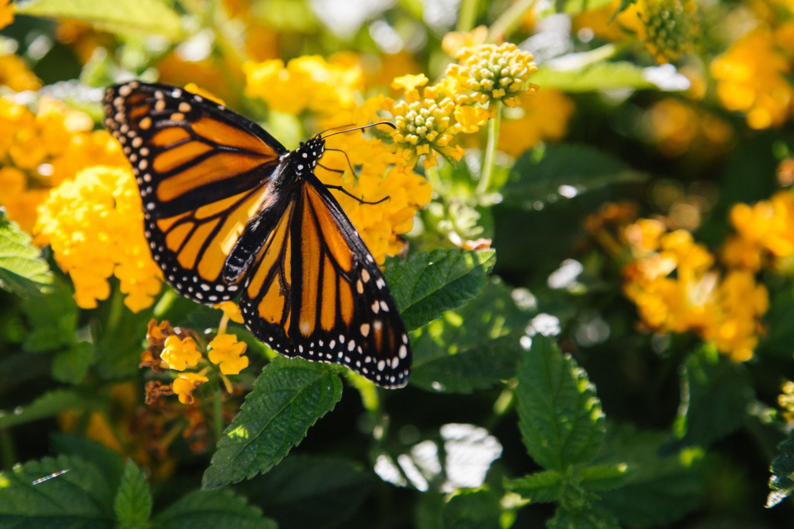 Monarch Butterfly Grove in Pismo Beach Beach Bum Holiday Rentals