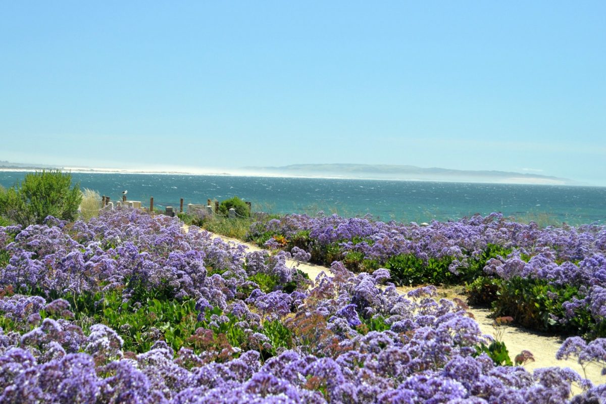 Top 5 Cities on Central Coast of CA Beach Bum Holiday Rentals