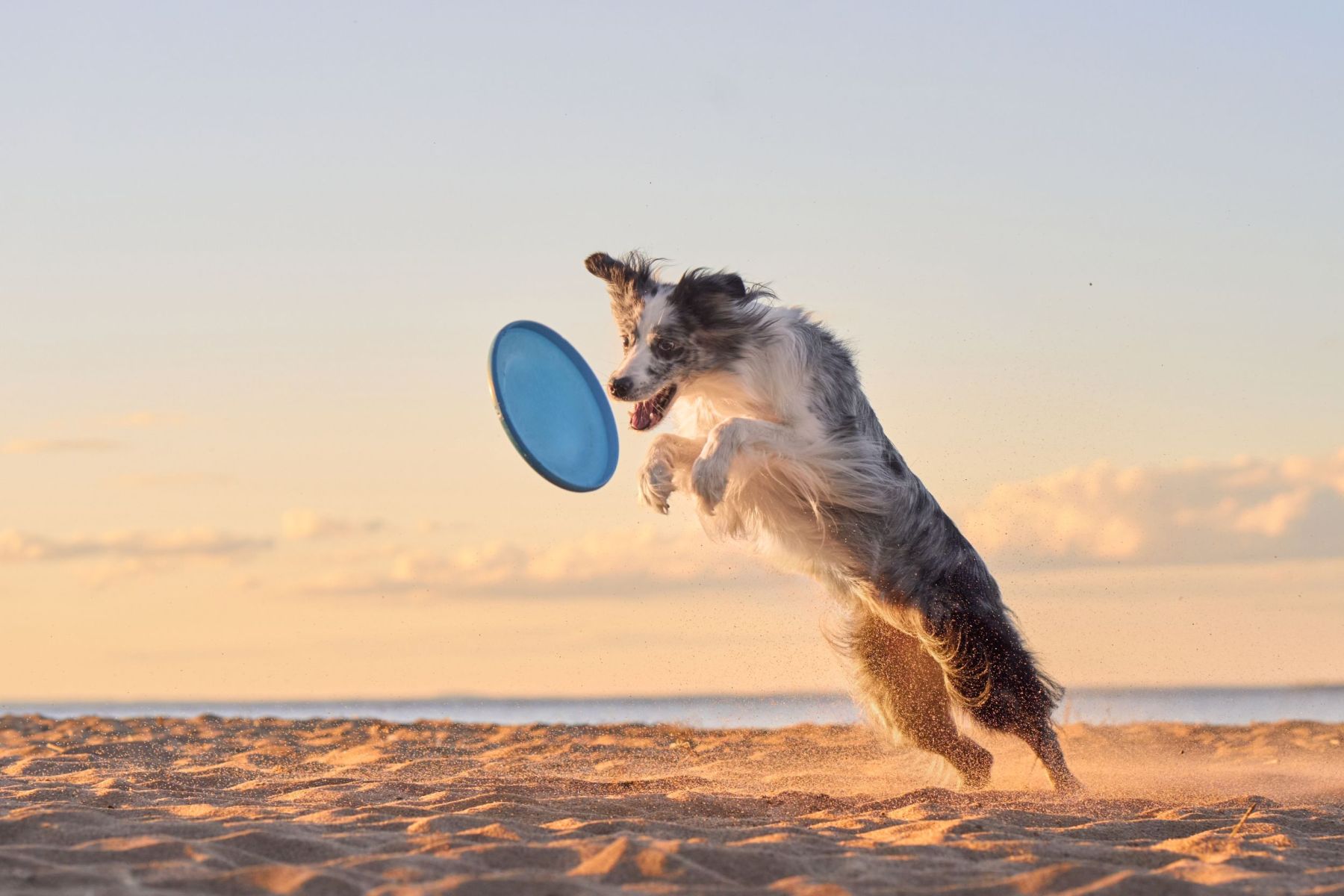 Your Guide to a Pet-Friendly Pismo Beach Vacation