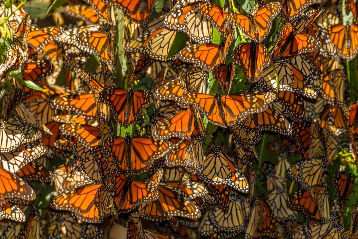 monarch butterflies during migration in Pismo Beach